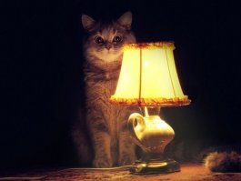 Котишка опять включил лампу и рассказал нам увлекательную историю. Спасибо тебе, кот.