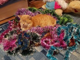 Осторожно: милые котики!