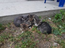 Осторожно: милые котики!