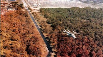 Чем проще организм, тем легче он переносит большие дозы проникающего излучения. К тому же у растений не такой уже и большой жизненный цикл, чтоб можно было выявить долгосрочные изменения.. они ж тупо увядают перед зимой, или сбрасывают листву, в которой кстати и накапливаются радионкулиды. А вот сосновые -хвою не сбрасывают, и отлично погибали от радиации, гуглите "Рыжий лес".
Ну и насекомые на радиацию обычно с прибором кладут, так что вопрос относительный. Всё упирается в среднюю продолжительность жизни и сложность биохимических процессов в организме.