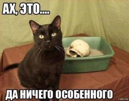Осторожно: милые котики!