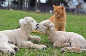 Как то он на них не толерантно смотрит....