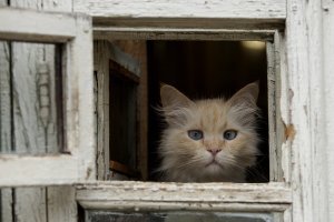 Осторожно: милые котики!