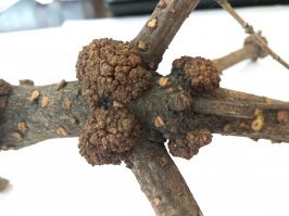 Почему растения Чернобыля не гибнут от рака