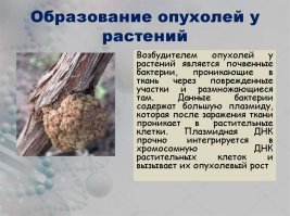 Почему растения Чернобыля не гибнут от рака