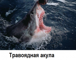 Скрины из социальных сетей