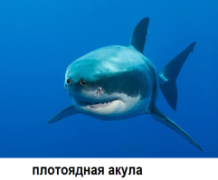 Скрины из социальных сетей