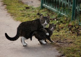 Почти копия :)