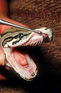 На заставке ядовитая змея, у питонов другие зубы.
(Написать, что в слове "длины" одна "н"? Не, лучше не буду)