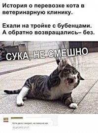 Осторожно: милые котики!
