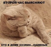 Прикольные и смешные картинки