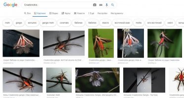 Бабочки семейства Creatonotos
Чем больше прогуливать в школе физику, химию и биологию - тем интересней и удивительней будет дальнейшая жизнь.