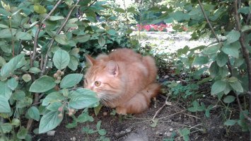 Зеленоградск. Котофейня. Вот прямо сегодня позировал.:)