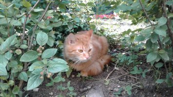 Зеленоградск. Котофейня. Вот прямо сегодня позировал.:)