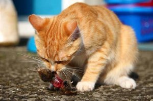 Ути-пути, кошки-мышки. Милота.