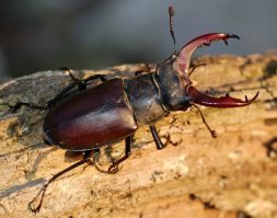 Живу в Самарской области - реально они у нас есть... как-то за городом снял красавчика такого