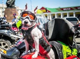 а этот стаф к нам на "Байк-фест" с Новосиба, если не ошибаюсь, с хозяйкой пригоняли в позатом году