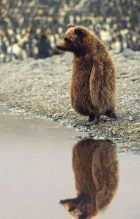 23 животных, которые выглядят как пришельцы с другой планеты