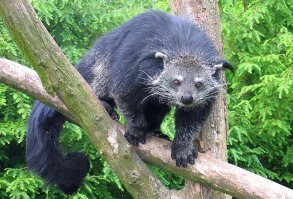 Бинтуро нг[1] (лат. Arctictis binturong)   млекопитающее семейства виверровых отряда хищных, единственный вид монотипного рода Бинтуронги (лат. Arctictis). Из-за внешнего сходства ранее причислялся к семейству енотовых, однако на самом деле является своеобразным по своей форме видом виверровых. Зачастую туристы их называют «кошачьими медведями» из-за внешнего сходства строения тела с кошачьими и манерой передвижения по земле как у медведя.