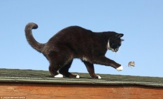 Кошки-мышки