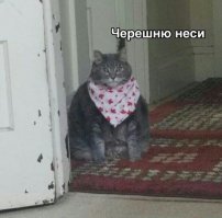 18 толстых котов, которым стоит сесть на диету