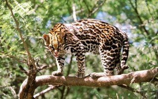 хотя если честно сначала подумал про это