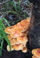 вообще то это очень похожи на фламулину - съедобный гриб