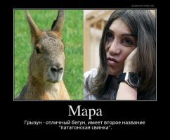 23 животных, которые выглядят как пришельцы с другой планеты