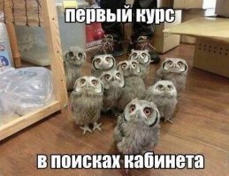 Прикольные и смешные картинки