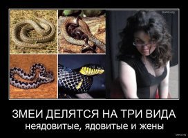 Самые дорогие змеи для террариума