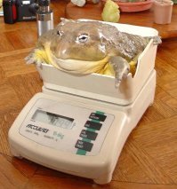 26 живых существ и предметов, способных удивить своими размерами