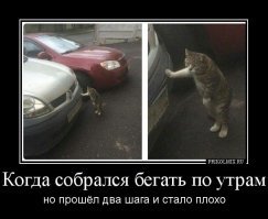 Прикольные и смешные картинки