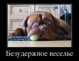 Собачьи демотиваторы