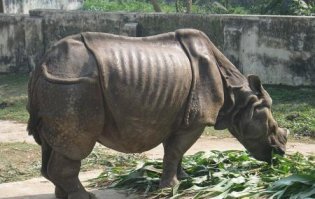 Хм... а вот несколько фоток сделанных не профессиналами, которые тупо пошли в зоопарк (ясен пень все из гугла) :