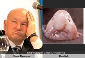 Рыба-капля: Зверь, познавший всю тяжесть бытия