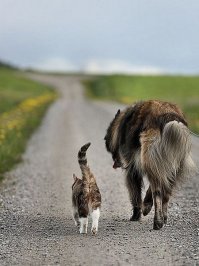 История собаки ,которая помогала шахтерам. Заслуживает уважения