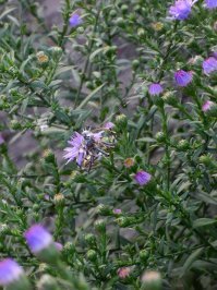 25 самых удивительных пауков планеты