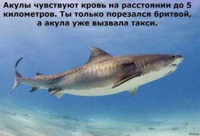 Почему в Средиземном море нет акул?