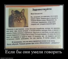 Уличный кот вел девушку за собой, чтобы показать ей маленький комочек, присыпанный снегом