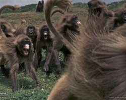 Скрины из социальных сетей