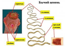 Почему - почему...