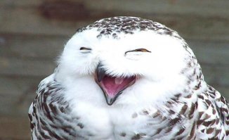 Приключения мышей-малюток, обладающих потрясающими акробатическими навыками