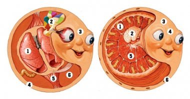 Что на самом деле находится внутри смешариков