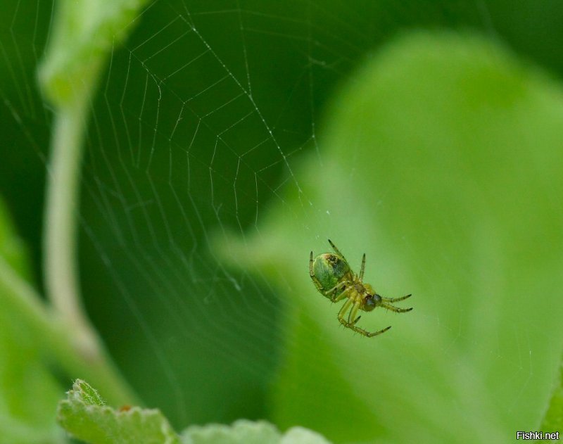 Добавлю своих чуток...