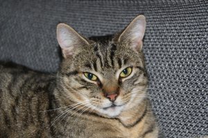 К соседям 2 года назад к друзьям прибежала, согласилась у нас жить.