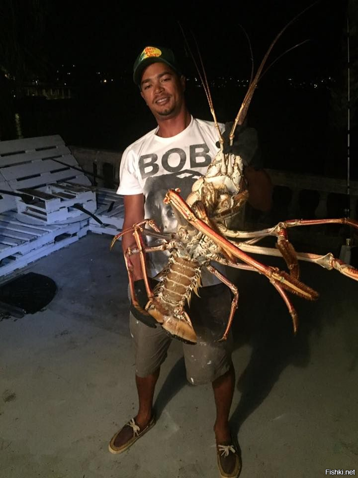 Самый большой омар в мире фото