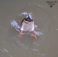 Как купаются животные