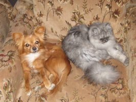 У меня чихуашка-метис 3,5 кг, сухой корм всегда лежит в миске в течении дня, и пакетик "мокрого" вечером даем. А у дочки шпиц карликовый, она его кормит строго по расписанию,
в граммах корм отмеряет. Так он когда к нам приезжают или оставляют на передержку (когда сами на отдыхе), жрет как в последний раз, просто вплоть до того что потом тошнит.