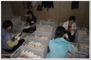 Грибная ферма: