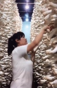 Здесь что не понял гифку